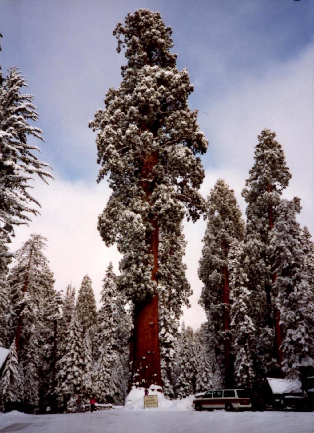 The Giant Sequoia Dave's Garden