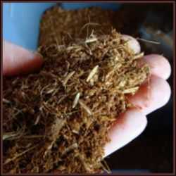 The Scoop on Growing Dryland Rice - Dave's Garden