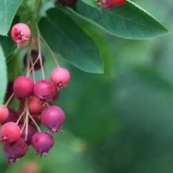 What are some berries that grow on trees?