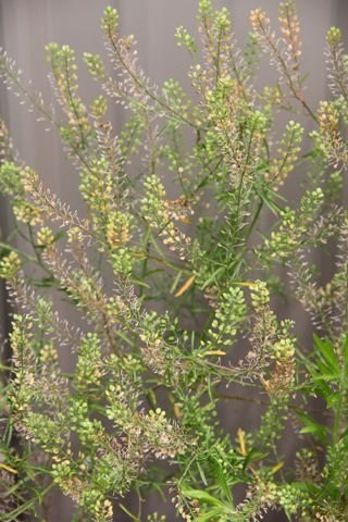 Lepidium virginicum, Virginia Peppergrass - Dave's Garden