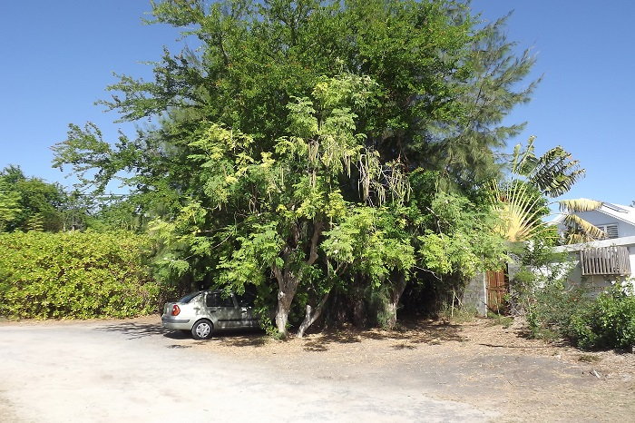 The Feather Tree - Dave's Garden