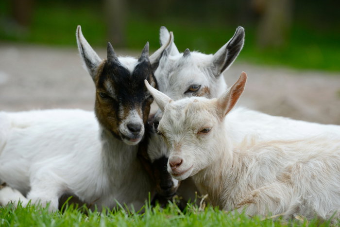 Baby goats