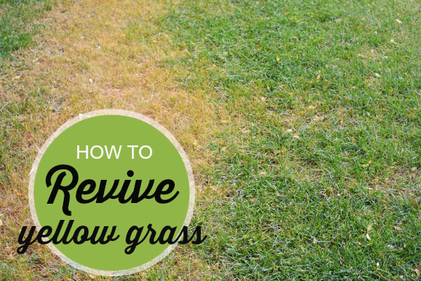 5 Fixes for Lawn Spots | DoItYourself.com