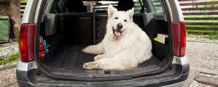 What is the Best Used Car to Buy for Big Dogs? - Banner