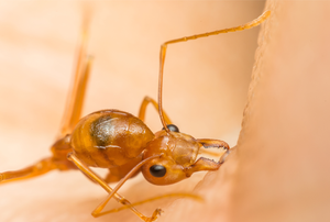 fire ant