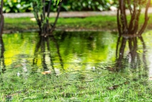 flooded yard