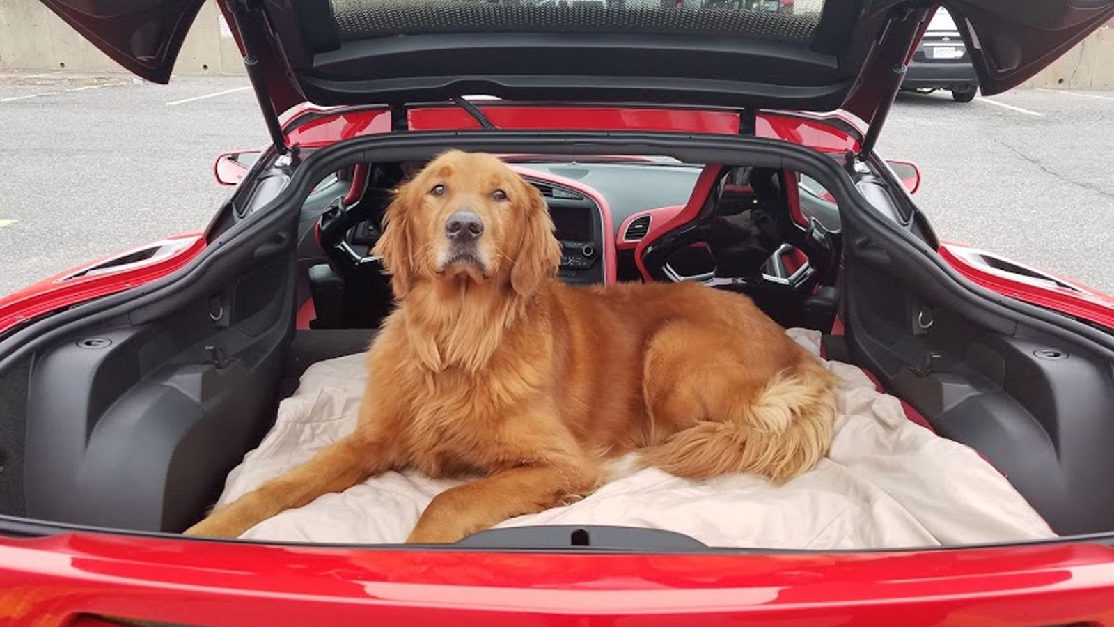 8 Best Dogs Posing with Corvettes Corvetteforum