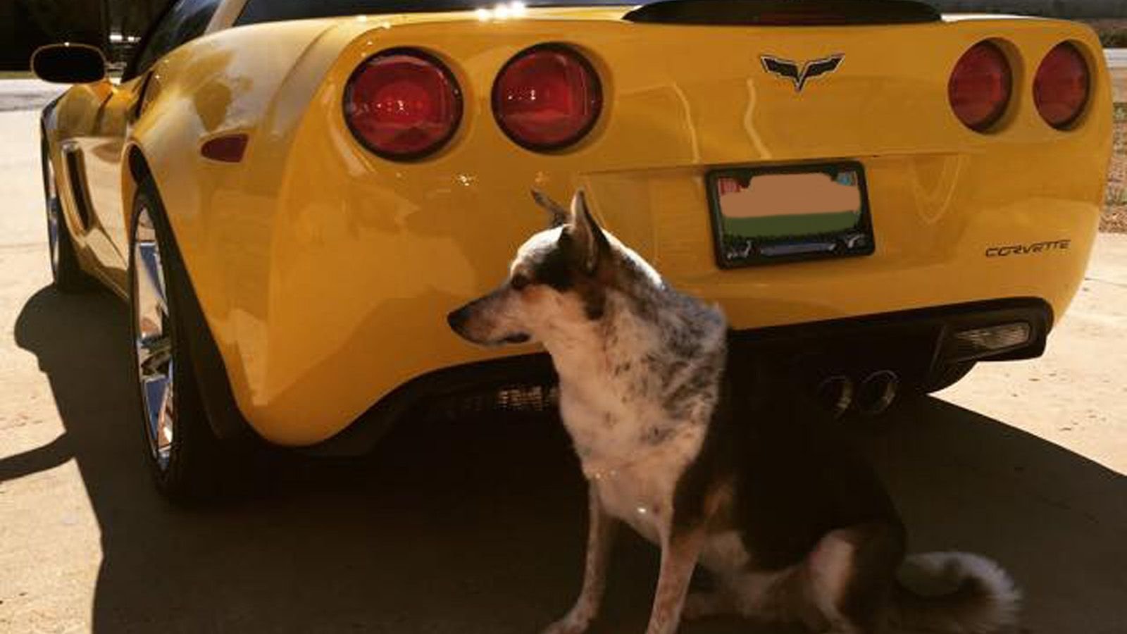 8 Best Dogs Posing with Corvettes Corvetteforum