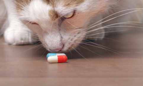 Cat sniffing prescription pills