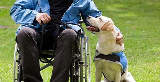 Image of an assistance dog and man in wheel chair.