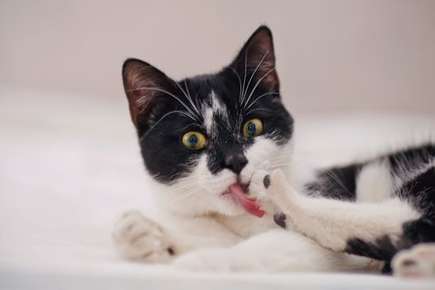 image of cat licking its foot. 