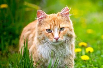 image of a cat in grassy field. 