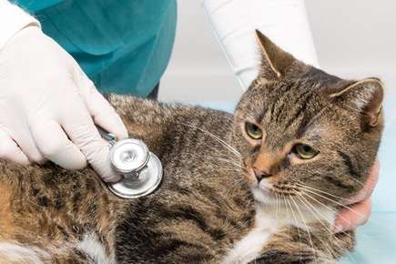 image vet listening to cat's lungs. 