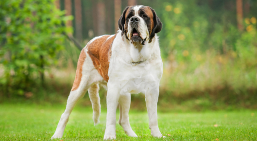 Saint Bernard standing in grass field