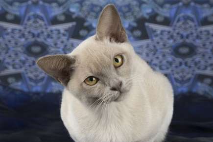image of a cat with titled head. 