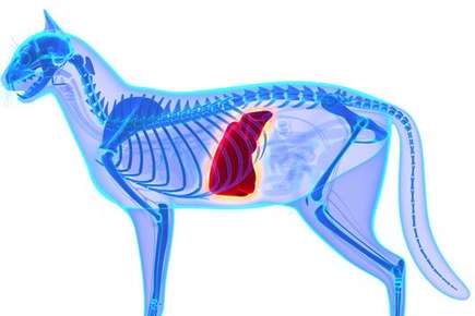 image of a cat body with the liver highlighted. 