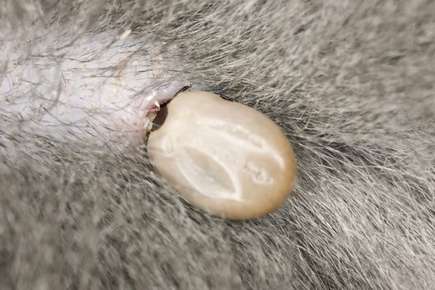 image of a tick on a cat.