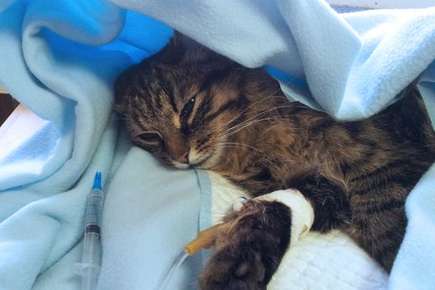 image of a cat with IV.