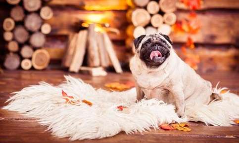 Pug on cozy fur rug with fall leaves.