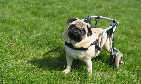 image of a pug in a wheelchair.
