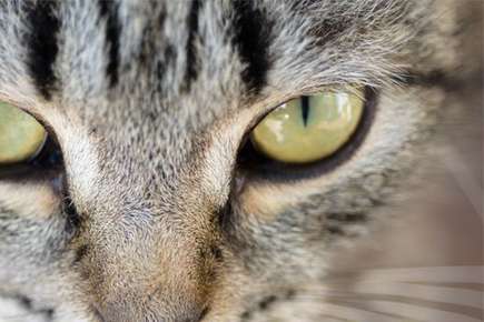 image of a cat eye. 