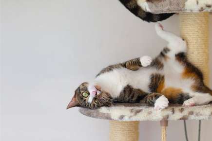 image of a cat misbehaving.