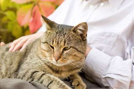 image of an old cat. 
