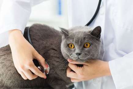 image of cat at vet.