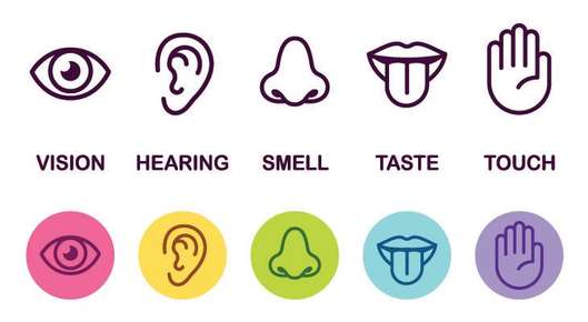 Image of the five different senses connecting to a brain.