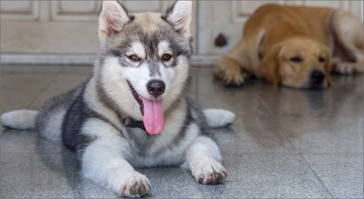 two dogs on floor
