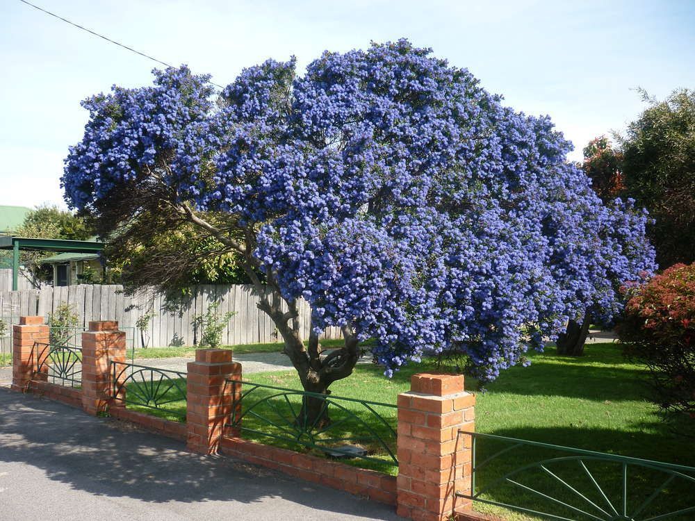 How to Grow Pantone