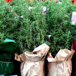 Holiday rosemary plants for sale