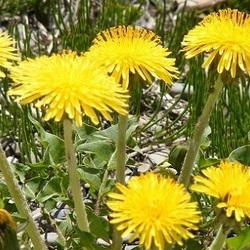 clump of dandelions