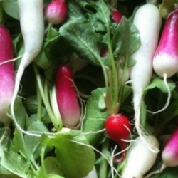 bunches of radishes