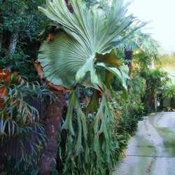 Introduction to Cold Hardy Tree Ferns - Dave's Garden