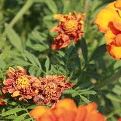 marigolds in need of deadheading