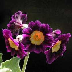 Candelabra Primroses - Dave's Garden