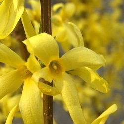 Forsythia And False Forsythia A Look At The Authentic Forsythia And Its Imitator Dave S Garden