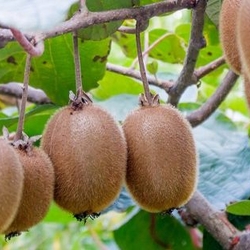 Kiwi fruits on the vine