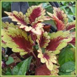 Trailing Coleus Overwintering In A Basket Dave S Garden