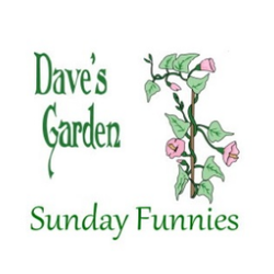 Sunday Funnies logo with vine and flowers