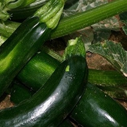 Zucchini on vine with blossom