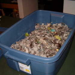 Compost Hamster Bedding in a Worm Bin Adding African Nightcrawlers