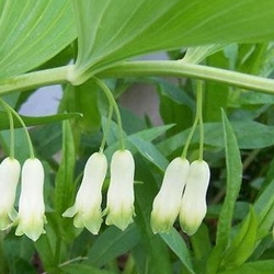 Lily of the Valley: Delicate Fragrant Beauty of Spring