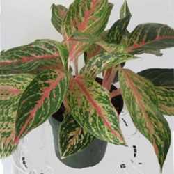 Tall House Plants Low Light the best house plants for low light - dave's garden Tall House Plants Low Light the best house plants for low light - dave's garden