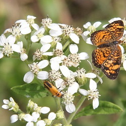 frostweed blossoms with butterfly and beetle