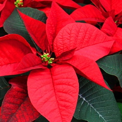 Mass of red poinsettias