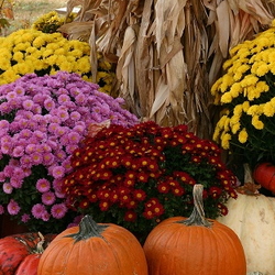 Autumn display of colorful mums and pumpkins