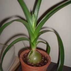Easy Pseudo Succulents Albuca Bracteata Aka Pregnant Onion Dave S Garden