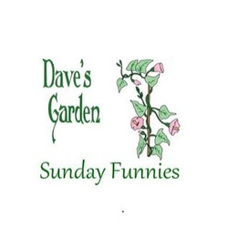 Sunday Funnies logo